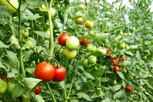 温室里成熟的红番茄